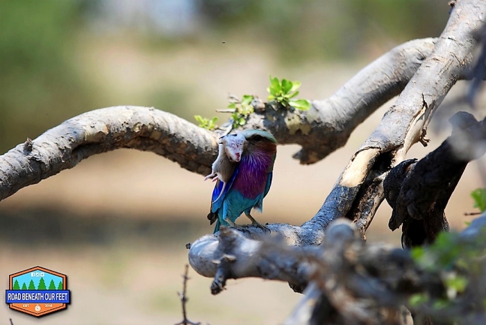 Lilac-breasted Roller at Chobe Bush Lodge