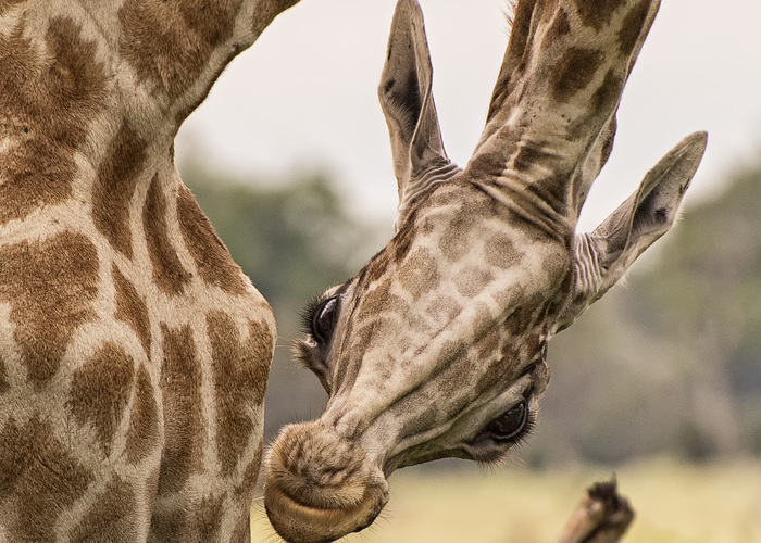 Photographer Oliver Schapp (Photo captured on safari at Pom Pom Camp)