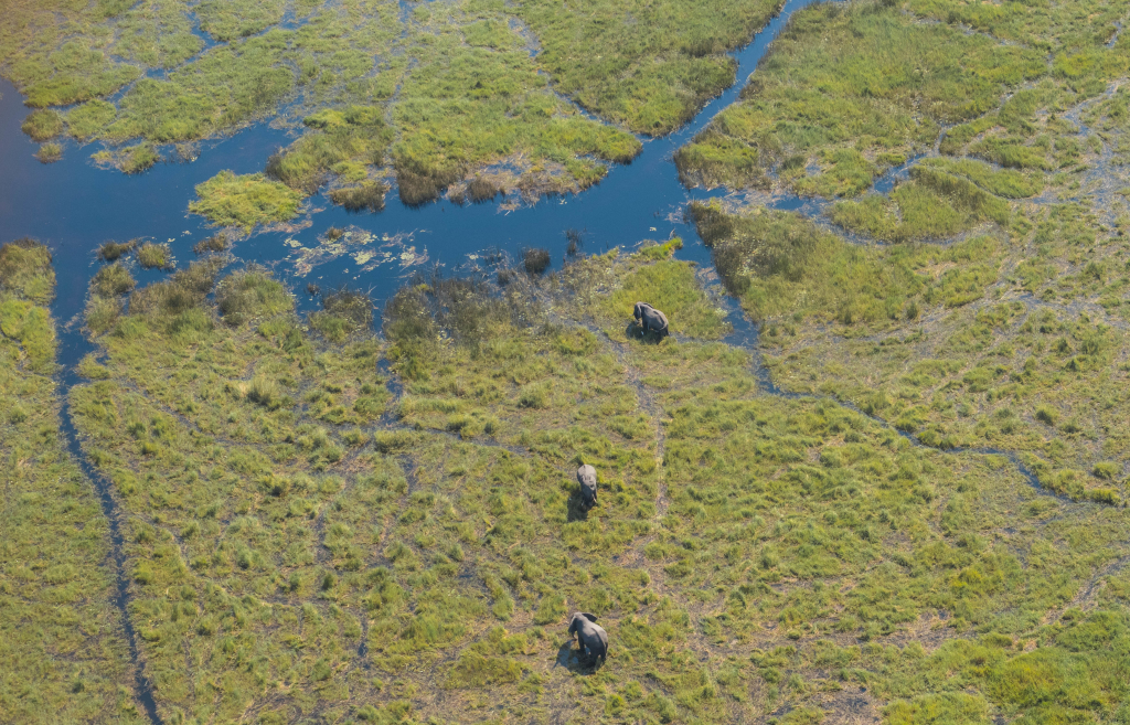 elephants, Botswana, Okavango Delta